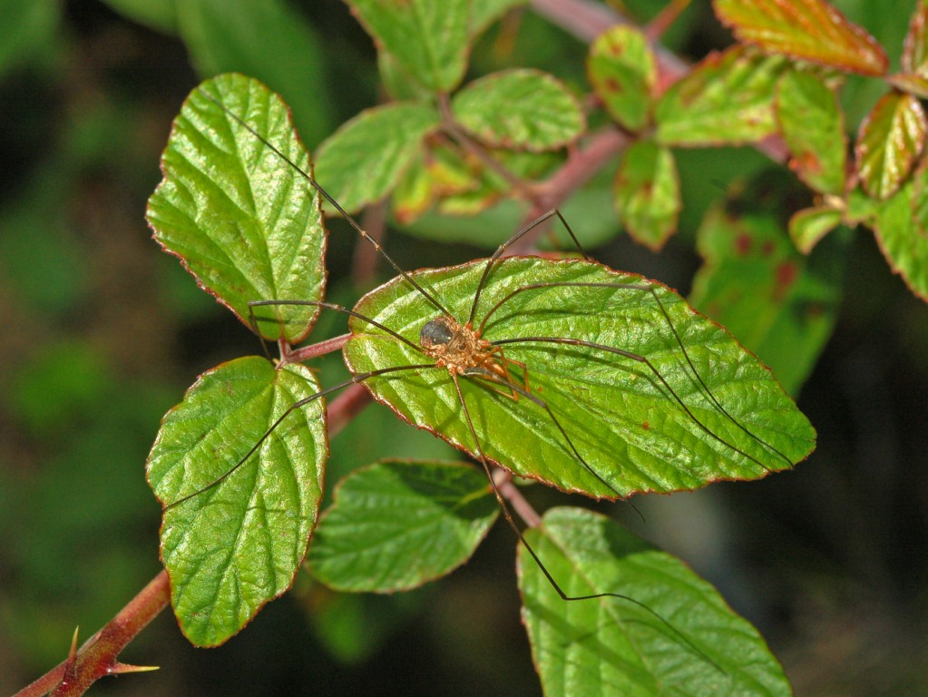 Phalangium opilio dal Piemonte (AL)